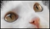 Obrázek uživatele Tora